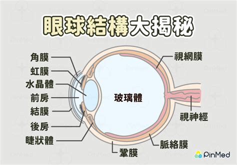 簡單:owaf-n2w3qq= 眼睛|眼睛構造全分析介紹 